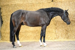 DEMPSY STARLIGHT New Forest Pony Hunter photo 1