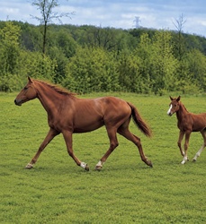 VIP CHACCA BLUE SR Warmblood Jumper photo 3