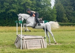 Perfect Prince Dutch Warmblood Hunter photo 3