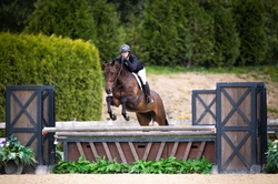 Mafalda De La Fresniere Belgian Warmblood Hunter photo 4
