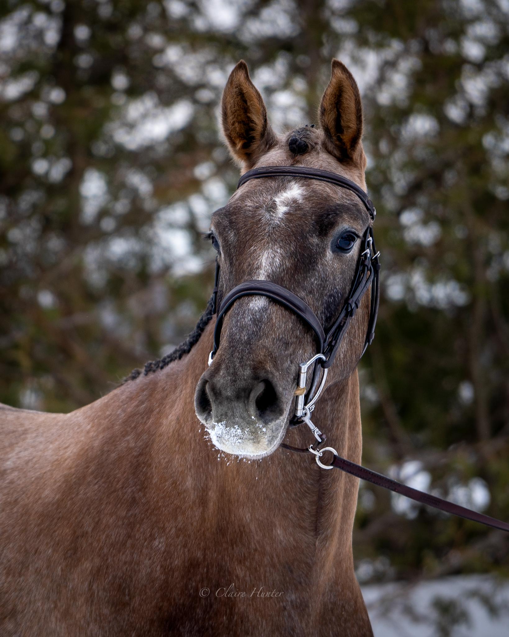 Viola I Canadian Sport Horse Hunter