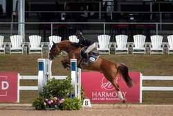 Nox Blue Van De Hertogen Belgian Warmblood Jumper photo 4