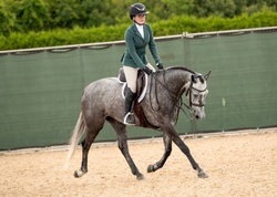 REMEMBER TOTO'S MAIL German Riding Pony Hunter photo 1