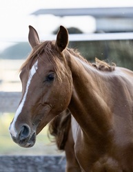 VIP CHACCA BLUE SR Warmblood Jumper photo 4