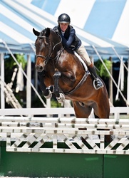 Piglet Hanoverian Hunter photo 1