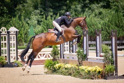 Qrazy Love HF Oldenburg Jumper photo 3