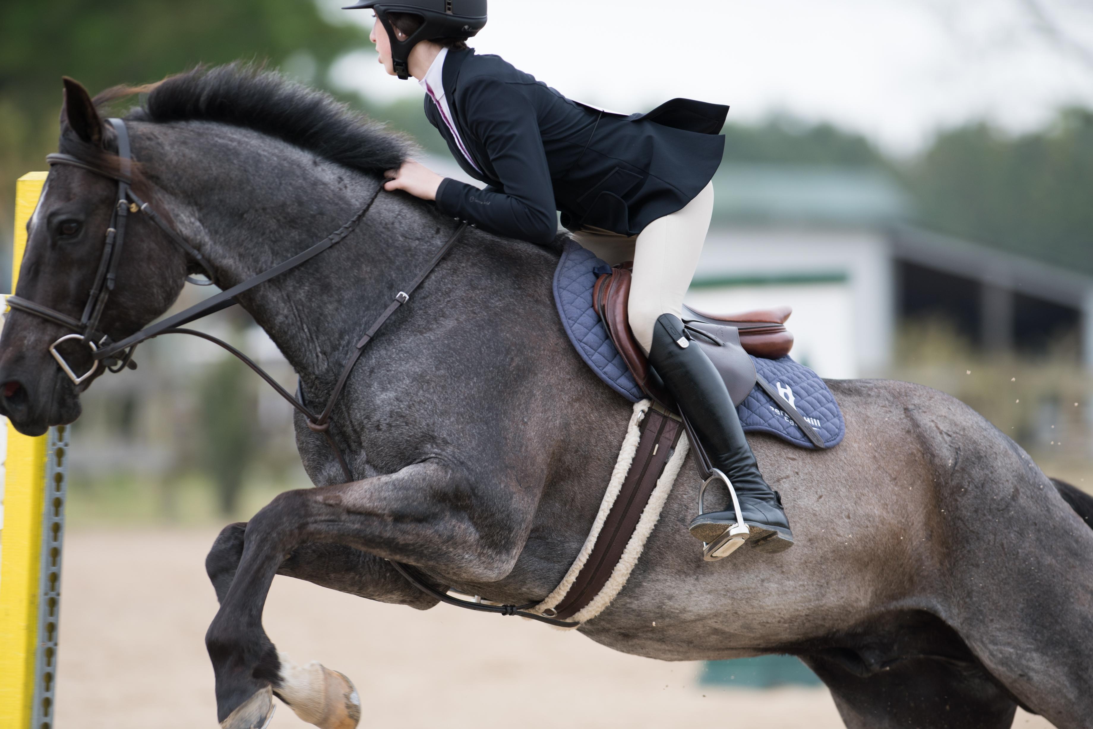 Hullabaloo Quarter Horse Jumper