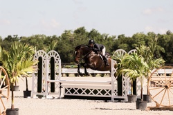Tremendous Hanoverian Hunter photo 6