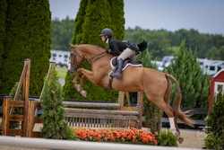 Cooley Limited Edition Irish Sport Horse Hunter photo 1