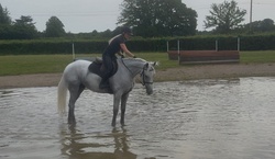 Perfect Prince Dutch Warmblood Hunter photo 5