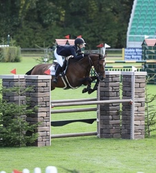 Innovate HBF Dutch Warmblood Jumper photo 1