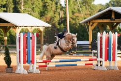 Goldilocks Welsh Pony Hunter photo 1