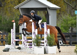 Emy Dutch Warmblood Jumper photo 8