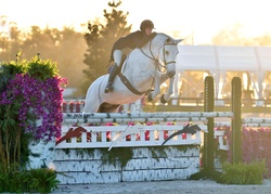 Platinum Oldenburg Hunter photo 7