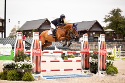 VDL Ironic Dutch Warmblood Jumper photo 2