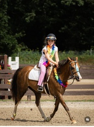 Midas Touch Welsh Cross Equitation photo 3