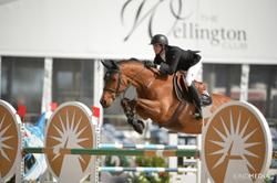 Delia B Dutch Warmblood Jumper photo 3