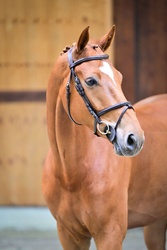 Last Samurai W&W Warmblood Jumper photo 3