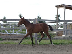 Oro Fiera QTM Westphalian Jumper photo 12