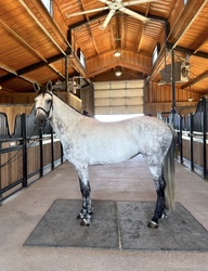 Perlbritta MG Dutch Warmblood Jumper photo 4