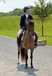 Ferrero Rocher Welsh Cross Hunter photo 5