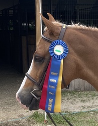 D.F. I've Got Rhythm Welsh Pony Hunter photo 6