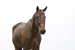 Diva Oldenburg Jumper photo 2