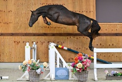 Champigny d’Elsendam Z Zangersheide Jumper photo 1