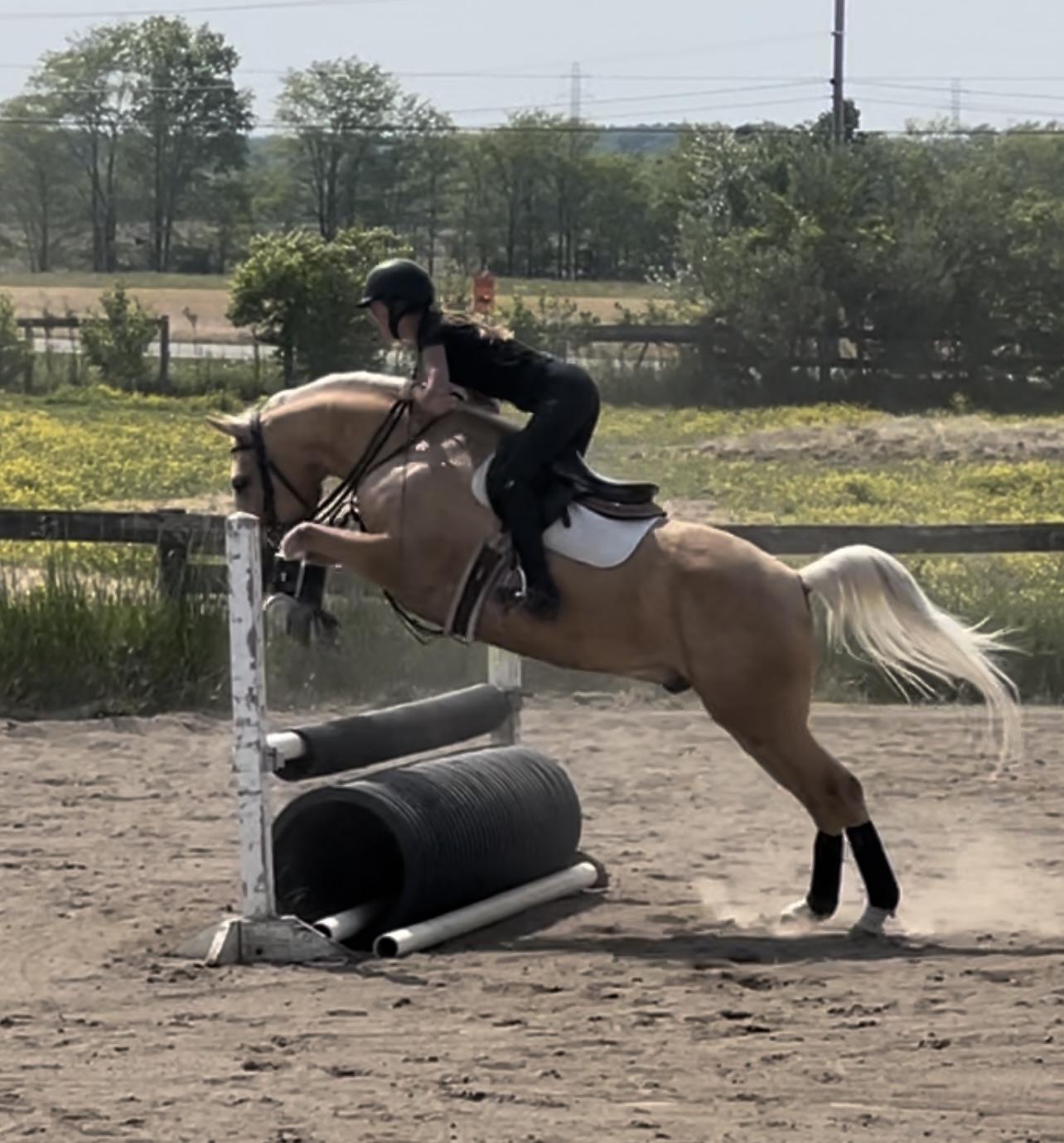 German Riding Pony Ranch Parker | 2018 German Riding Pony Hunter Gelding For Sale | BIGEQ