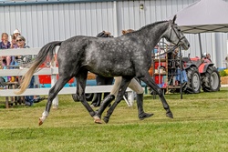 Always Pajama Day Welsh Cross Hunter photo 7