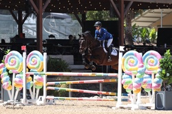 Prime Time VG Dutch Warmblood Jumper photo 2