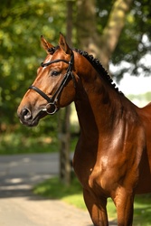 Pepin Dutch Warmblood Jumper photo 3