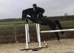 Black and gorgeous Zangersheide Jumper photo 6
