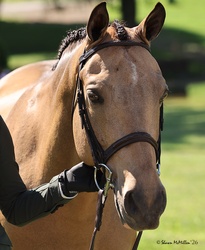 Highlight German Riding Pony Hunter photo 5