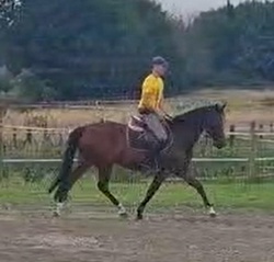 For Sure Holsteiner Hunter photo 1