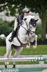 Conner De La Vie Z Belgian Warmblood Jumper photo 3