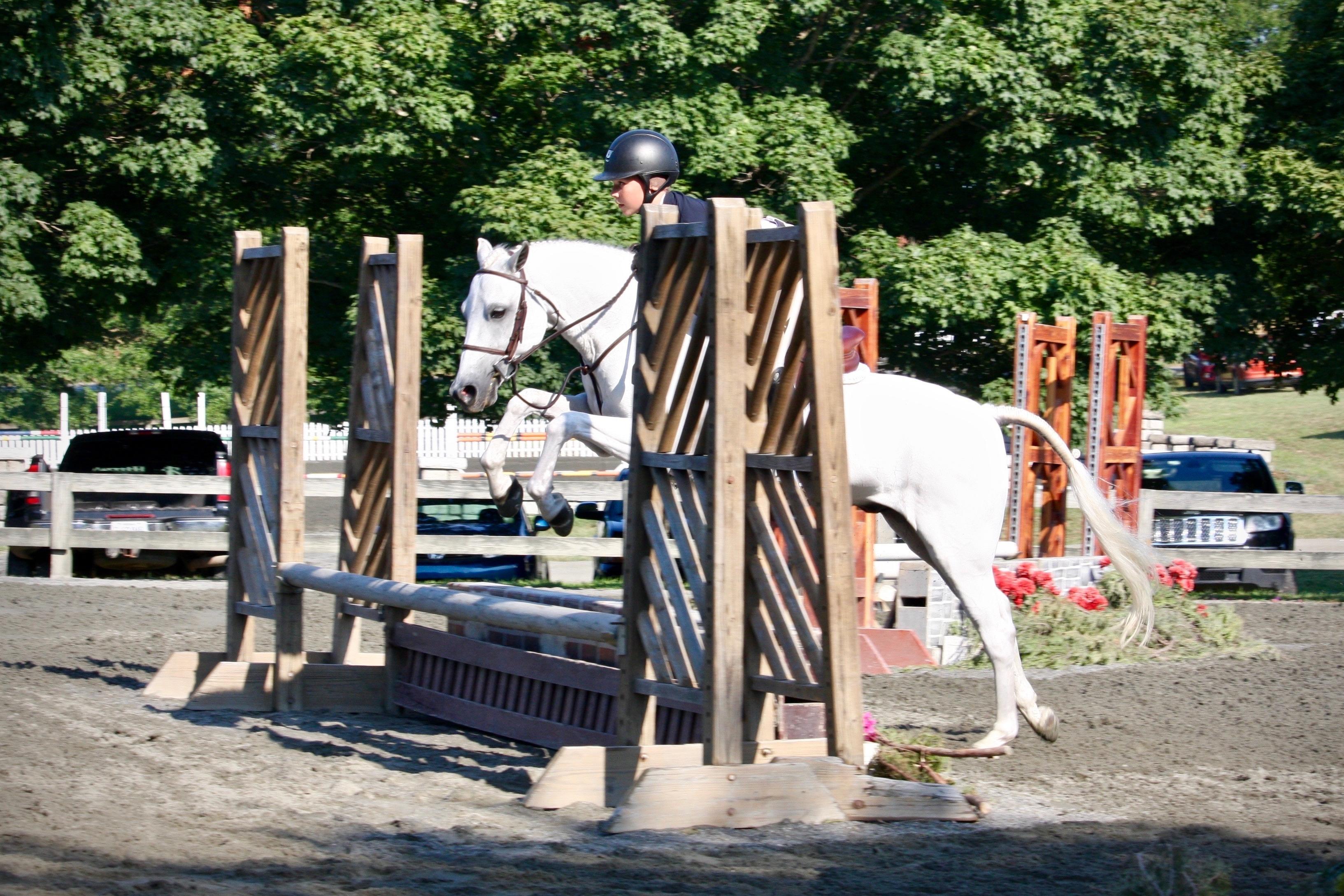 Farnley Marathon Welsh Pony Hunter