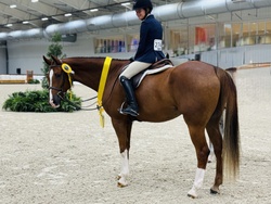 Alistair Belgian Warmblood Hunter photo 2