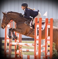 Castillo NRF Holsteiner Jumper photo 1