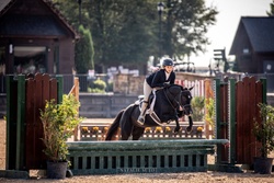 Stonegate Raindrop Welsh Pony Hunter photo 2