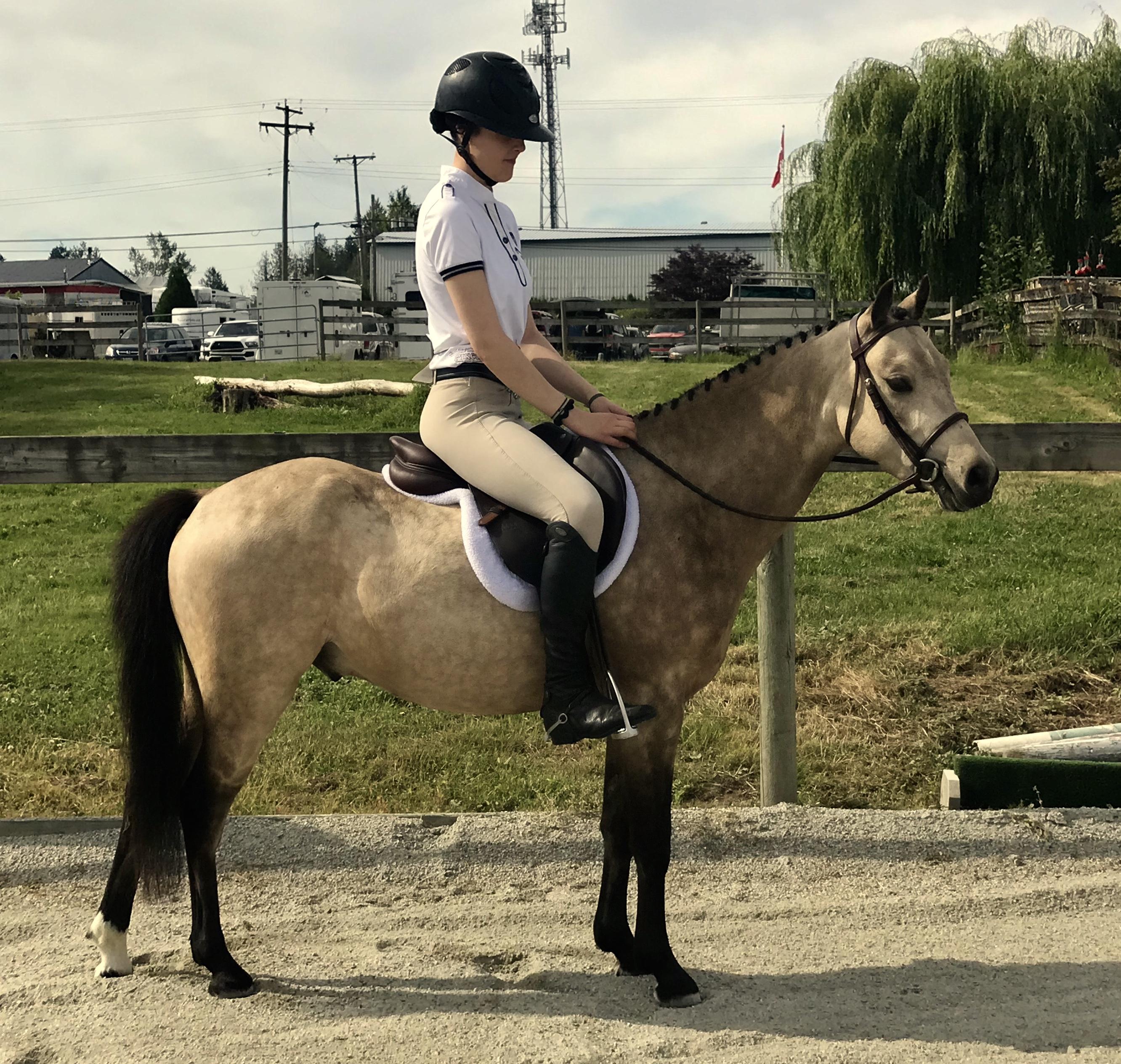 Glenhaven Jamboree Welsh Pony Hunter