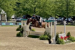 CMS Benevolent Warmblood Hunter photo 4