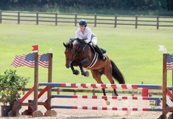 Guns n Roses RC Holsteiner Jumper photo 3