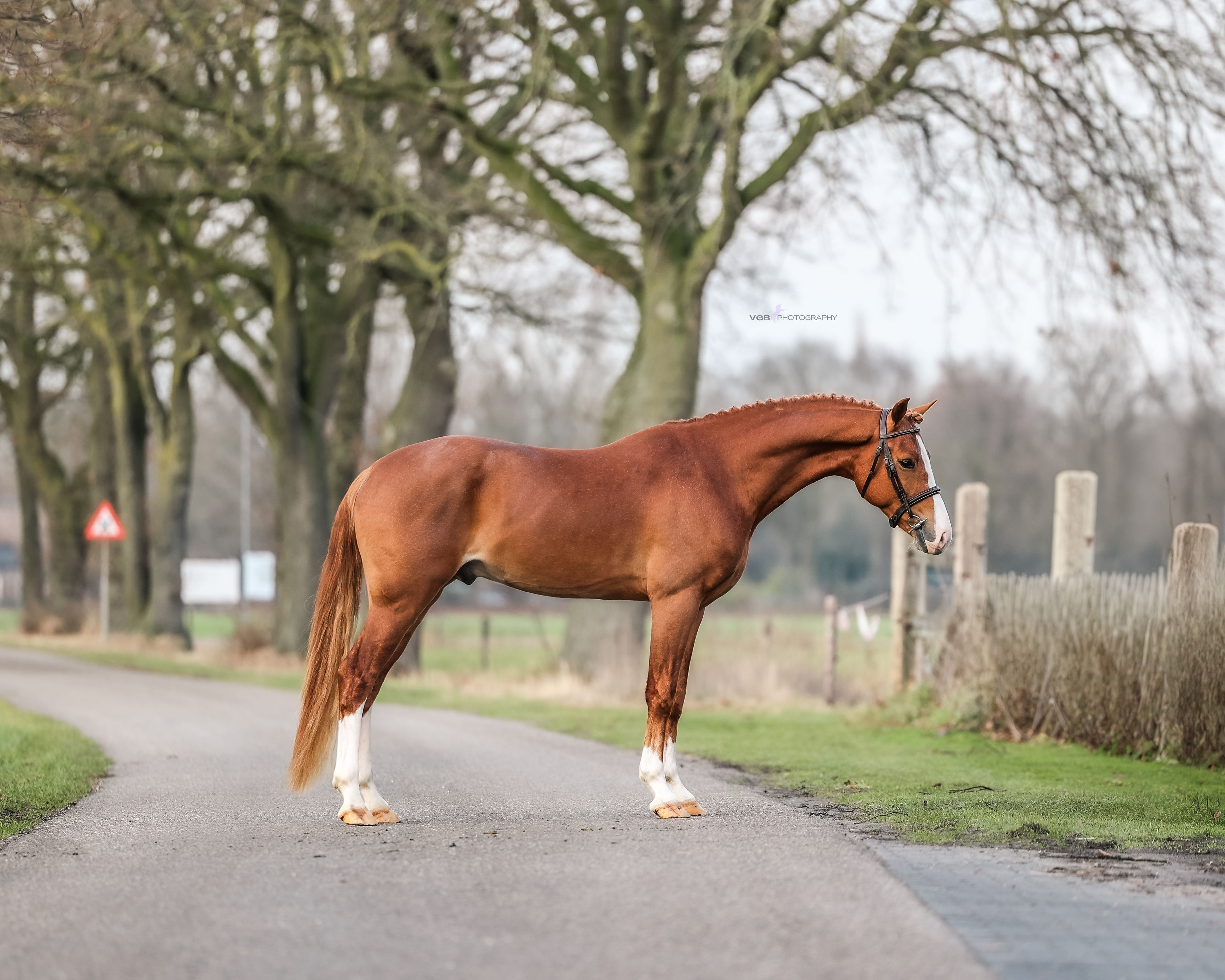 Unique German Riding Pony
