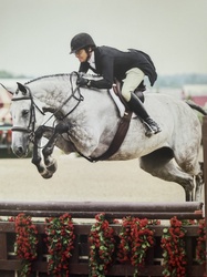 Candlemas Warmblood Hunter photo 1
