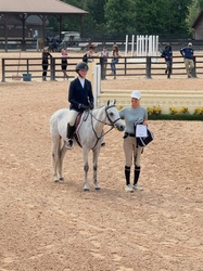 Glencameron's Navy Boy Welsh Cob Hunter photo 3