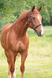 Desmond Warmblood Jumper photo 1