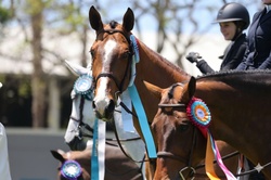 Billy Be Great Warmblood Hunter photo 3