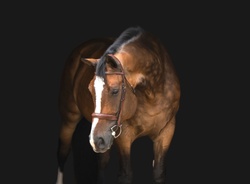 Guru Dutch Warmblood Hunter photo 2