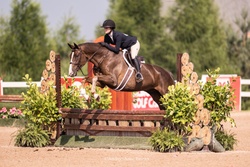 QUANTICO Hanoverian Hunter photo 2